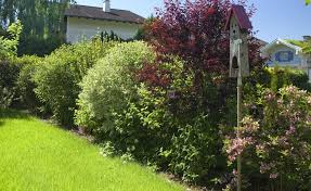 Blutenhecke Garten Hecken Stauden Blutenhecke