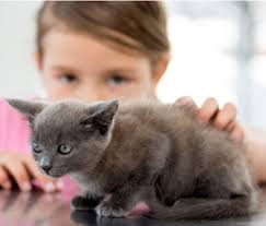 What To Consider Before Getting A Cat For Your Kids