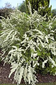 We did not find results for: 15 Easy Garden Plants To Grow Cheap Hardy Plant Ideas