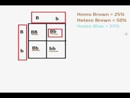 Difference Between Genotypes And Phenotypes Youtube