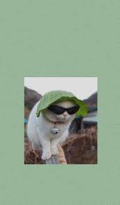 Mais Um Aesthetic Cat Cute Cartoon Wallpapers Funny Wallpapers Iphone Wallpaper Cat