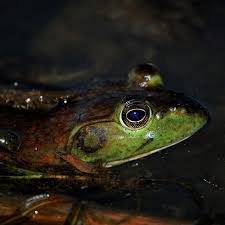 Frogs also let us know when rain is on the horizon because their calls become louder, and more frogs are why do flying ants come out when it rains? Multichannel Field Recording Of A Symphony Of Frogs In The Rain By Richarddevine