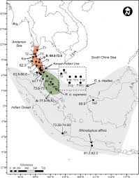 Rt 24h 7d 30d 3m. Geographical Variation Of Rhinolophus Affinis Chiroptera Rhinolophidae In The Sundaic Subregion Of Southeast Asia Including The Malay Peninsula Borneo And Sumatra