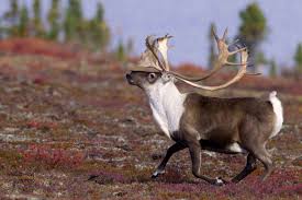 نتيجة بحث الصور عن ‪arctic caribou‬‏