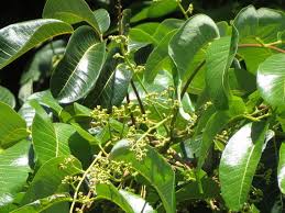 Image result for Burseraceae