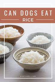 Can Dogs Eat White Or Brown Rice Raw Dog Food Recipes Can Dogs Eat Dog Food Recipes