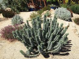 Image result for Euphorbia zambesiana