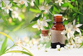 Neroli Цветок Духи Цитрусовые Бутылки Эфирного Масла Весеннее Цветущее Дерево С Белым Ароматом Цветов И Зеленой Свежестью — стоковые фотографии и другие картинки Горький апельсин - iStock