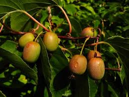 Image result for Actinidia