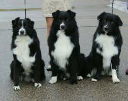 Black And Tan Australian Shepherd Black Bi Australian Shepherds Australian Shepherd Dogs Dog Friends Aussie Dogs
