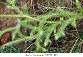 Image result for Lycopodium