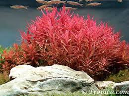 Image result for Nesaea crassicaulis