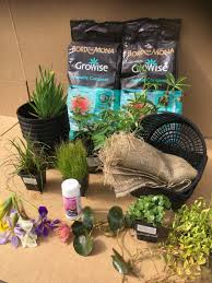 Our pond plants and waterlilies are well established. Beginners Pond Plant Collection For Small Ponds
