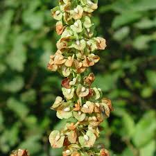 Image result for Rumex crispus