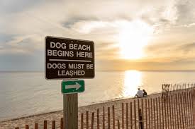 dog friendly beaches in michigan
