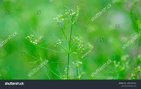 Image result for Apium leptophyllum