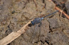 Image result for Trachyandra burkei