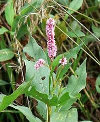 Image result for Persicaria hystricula