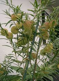 Check spelling or type a new query. Gomphocarpus Physocarpus Wikipedia