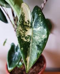 We have customers from us, uk, canada, europe, japan, singapore, malaysia, philippine and many other countries. Variegatedfoliage On Instagram Finally A Beautiful Photo Of Alocasia Zebrina Variegata Ph Alocasia Zebrina Variegata Alocasia Zebrina Houseplant Aesthetic