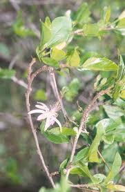 Image result for Grewia glandulosa