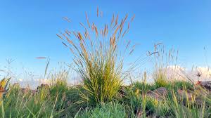 Image result for Monocymbium ceresiiforme