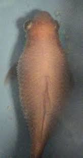 How To Treat Dropsy In Betta Fish Complete Guide Betta Care Fish Guide