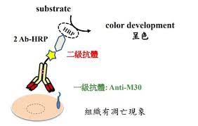 免疫組織化學染色原理與步驟 immunohistochemistry ihc 拓生科技有限公司 tsi微粒子計數器總代理 病理免疫染色代工 全景切片掃描 動物病理報告 針筒過濾器