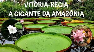 A equipe de reservas foi muito atenciosa e eficiente (jacqueline fontes, muito obrigada), so temos a agradecer. Vitoria Regia Victoria Amazonica A Planta Aquatica Gigante Youtube