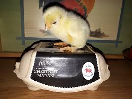 How long for eggs to hatch? Easter Surprise As Supermarket Egg Produces A Chick Border Telegraph