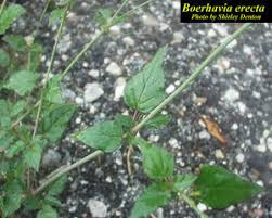 Image result for Boerhavia erecta