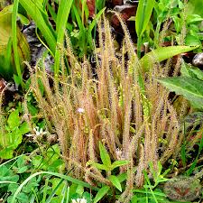 Image result for Ficinia filiformis