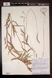 Image result for Urochloa brizantha