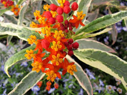 Asclepias Monarch Promise Jpg 940 705 Plants Asclepias Perennials