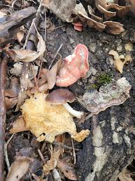 Image result for Merulius incarnatus