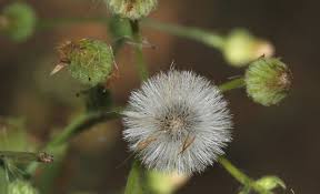 Image result for Pseudoconyza viscosa