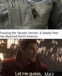 Explore super cyan hornet's (@super_cyan_hornet) posts on pholder | see more posts from u/super_cyan_hornet about memes, dank memes from site19 and spooktober. 21 Murder Hornet Memes To Sting Your Funny Bone Funny Gallery