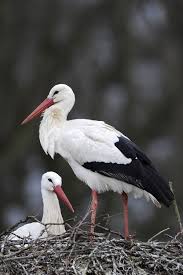 Big Bird With Large Beak The White Stork Coconia Ciconia Is A Large Bird In The Family Ciconiidae This Bird Breeds In Europe Northwestern Beautiful Birds Bird Breeds Nature Birds