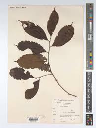 Image result for Maranthes