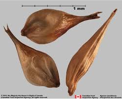 Image result for Cyperus sp.no.5