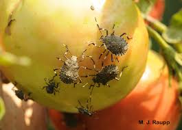 Image result for Polystachya macropoda