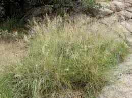 Image result for Eragrostis curvula
