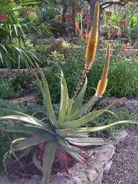 Image result for Aloe spicata