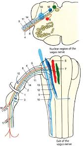 In the brainstem, there are about 18 cranial nerve nuclei comprising of 10 motor cranial some nuclei retain their original positions in relation to the floor of the fourth ventricle, but. Nucleus Ambiguus Amboss