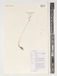 Image result for Orthochilus milnei