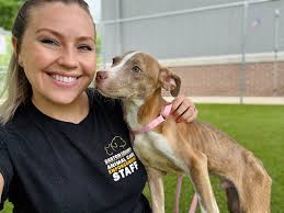 Rescue Opportunity for Terrified Terrier Boy in Shelter