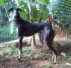 Top 20 Indian Dog Breeds Price List Yourdogbreedsinfo Still many dog food manufacturers use these fillers to lower their market price. top 20 indian dog breeds price list