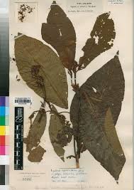 Image result for Psychotria vogeliana