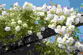 Pianta sempreverde con fiori bianchi. Piante Rampicanti Varieta Sempreverdi E Fiorite Cure E Consigli