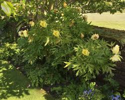 What is a tree peony? Paeonia Suffruticosa Gardensonline